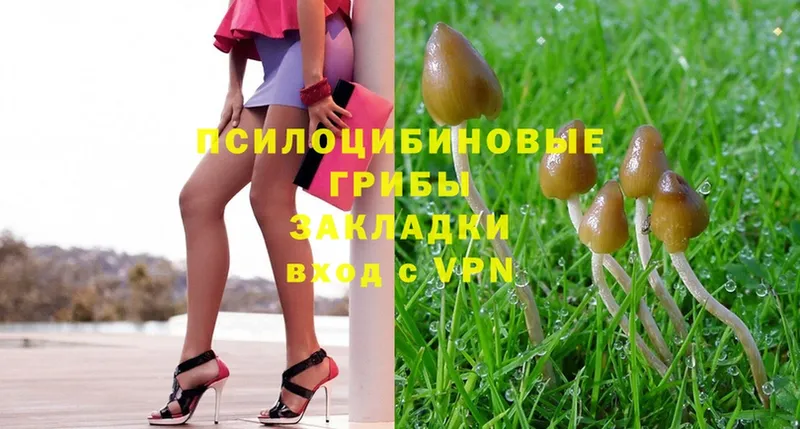 Псилоцибиновые грибы Psilocybe  маркетплейс какой сайт  Армянск 